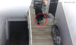 Sinop’ta gülümseten olay: Apartmana giren köpekler misafirin ayakkabısını çaldı