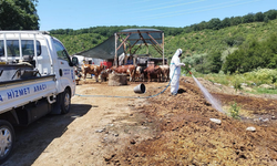 Eyüpsultan’da kurban satış alanları ilaçlanıyor