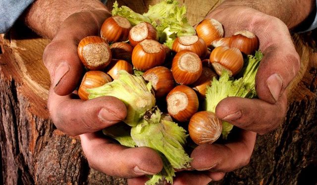 Fındık fiyatındaki dalgalanmadan üretici de satıcı da memnun değil