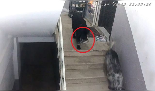 Sinop’ta gülümseten olay: Apartmana giren köpekler misafirin ayakkabısını çaldı