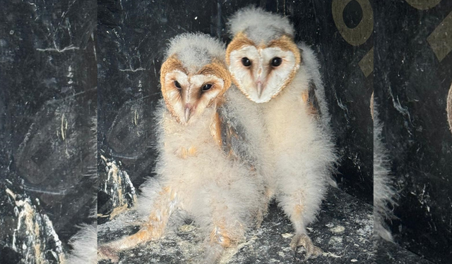 Giresun'da bahçede bulunan 2 baykuş yavrusu koruma altına alındı