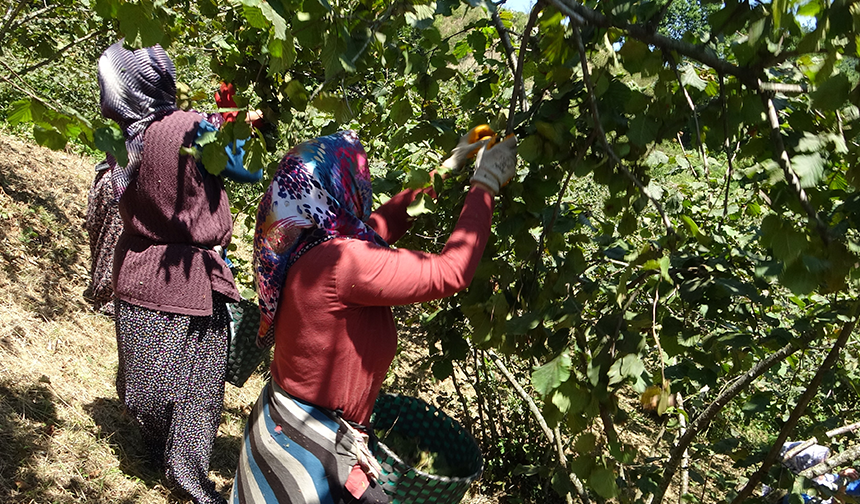 Giresun’da fındık hasadı başladı