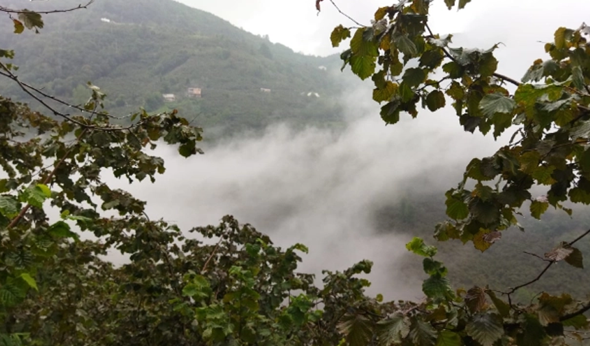 Giresun'da fındık üreticilerine yağmur engeli: Hasat durdu