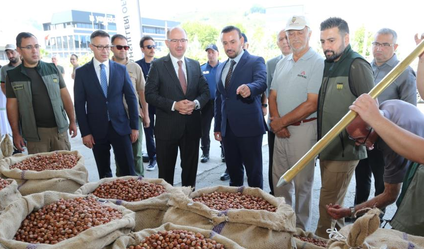 TMO Giresun’da ilk fındığı aldı!